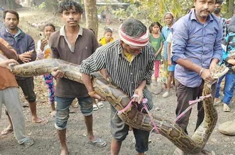 Stir Ensued After 15 Foot Long Python Spotted In Bagdogras Kamalpur