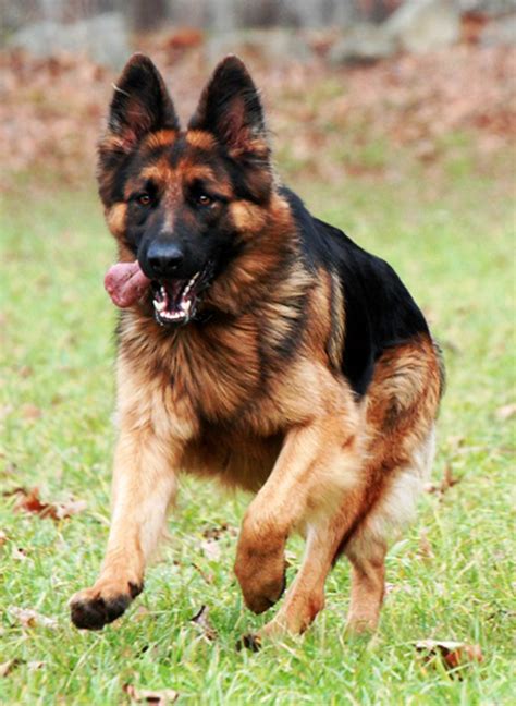 Long Coat German Shepherd Dog By Grunwald Haus German Shepherd Dogs