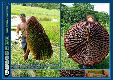 Lilypad Vincent Callebaut Architectures