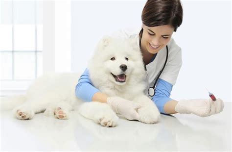 3 Surprising Signs That Indicate Your Dog Needs A Blood Glucose Test