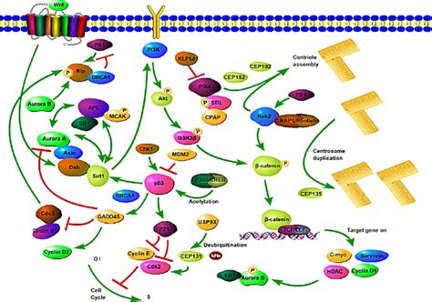 The Overview Of Mechanisms Involving In Centrosome Amplification In