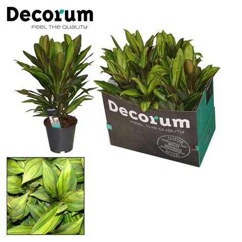 Cordyline Fruticosa Kiwi Plant Wholesale Floraccess