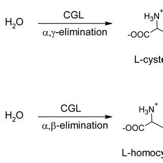 Overview of the α γ a versus α β elimination b reactions of L cth