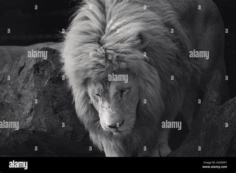 Lion Climbing Rock And Wood Trunk In Black And White With Dark Blurred