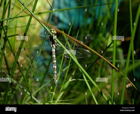 Blue Hawker Southern Hawker Hi Res Stock Photography And Images Alamy