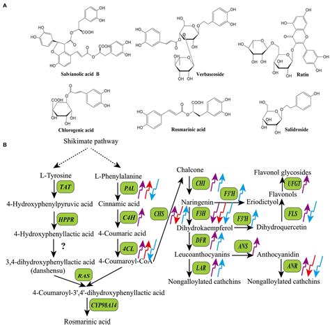 Frontiers Effects Of Light On Secondary Metabolite Biosynthesis In