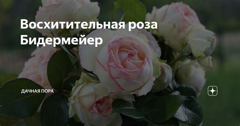 Восхитительная роза Бидермейер | ДАЧНАЯ ПОРА | Дзен