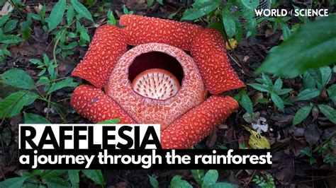 The Amazing Life Cycle of Rafflesia: From Tiny Seed to Giant Flower | World of Science - YouTube