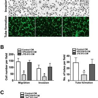 Effect Of Sphk Inhibition By Ski Ii On Angiogenesis In Vitro A Cell