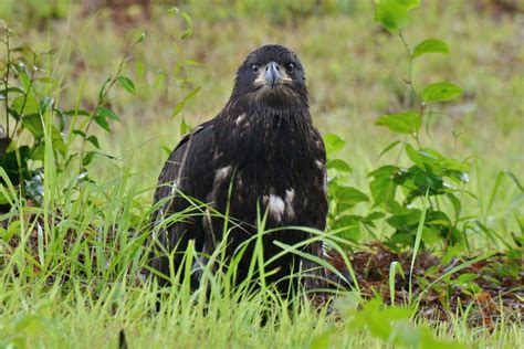 2015 Tidewater Bald Eagle Breeding Season - The Center for Conservation