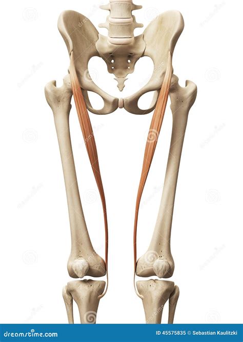 The sartorius stock illustration. Illustration of skeleton - 45575835