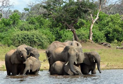 Okavango Delta, Botswana - Our Planet