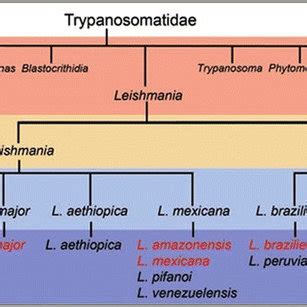 (PDF) Evolutionary comparison of prenylation pathway in kinetoplastid Leishmania and its sister ...