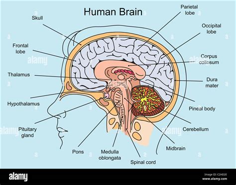 La Estructura Del Cerebro Humano Ilustración Fotografía De Stock Alamy