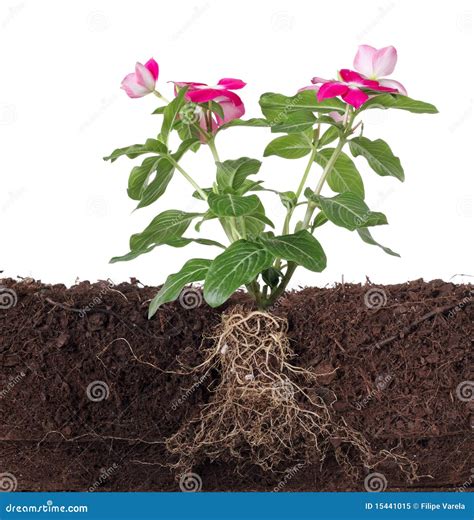 Plant with Flowers and Visible Root Stock Image - Image of leafs, root