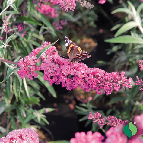 Buddleia (Butterfly Bush) davidii 'Pink Delight' - DeGroot