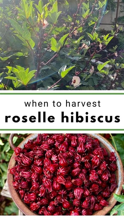 How To Grow Roselle Hibiscus Growing Jamaican Sorrel Artofit