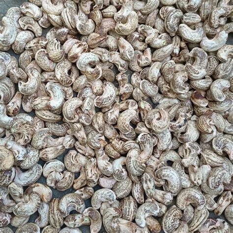 Grade NW Common Dried Raw Cashew Nut Packaging Type Loose At Rs 550