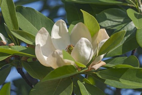 Buy Sweetbay Magnolia for Sale Online | Direct Native Plants