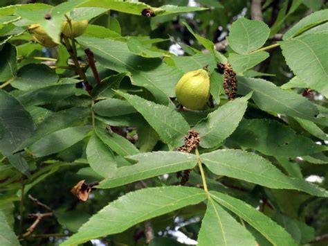 Tips For Picking Butternuts Learn When To Harvest Butternuts