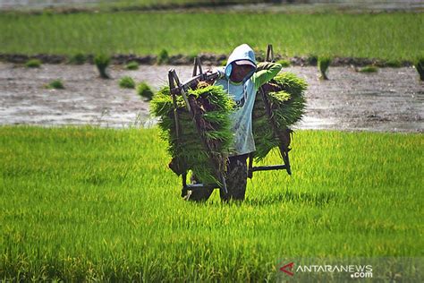 Kementan Bangun Sistem Benih Guna Kejar Produksi 35 Juta Ton Beras Pada