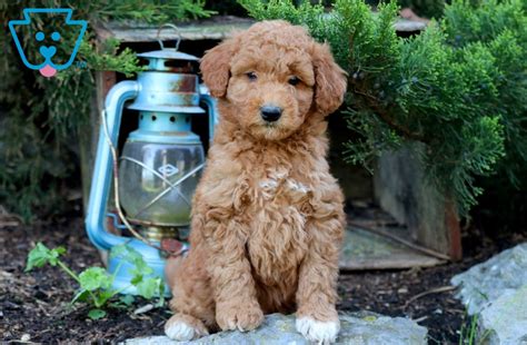 Kenny | Mini Goldendoodle Puppy For Sale | Keystone Puppies