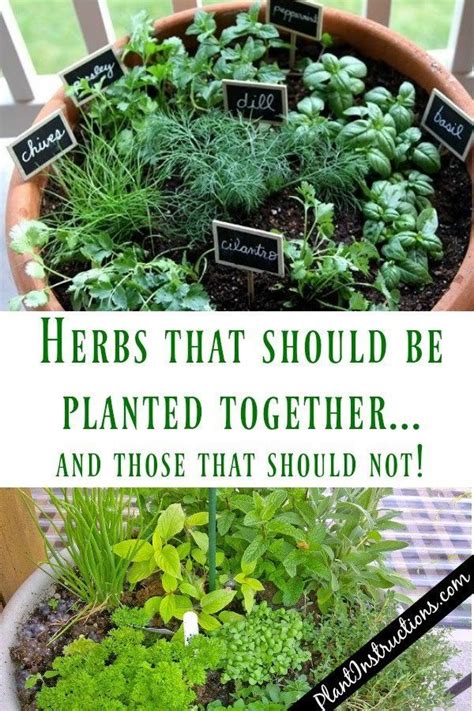 Redirecting Indoor Herb Garden Veg Garden Veggie Garden