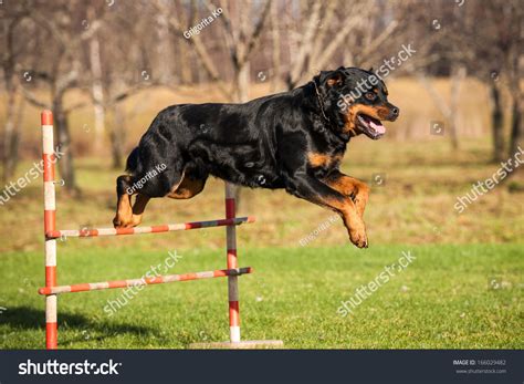 463 Rottweiler Agility Images, Stock Photos, 3D objects, & Vectors ...
