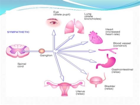 Alpha adrenergic blockers