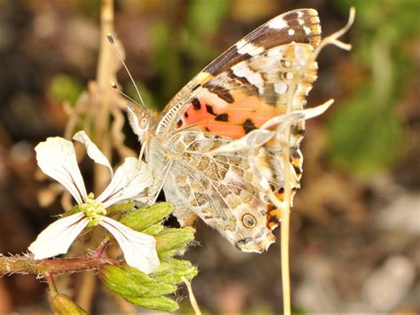 Bolting arugula/rocket attracting bees and butterflies - Painted Lady