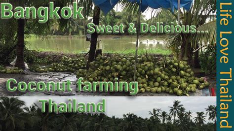 Coconut Tree Plantation In Thailand Amazing Agriculture Technology