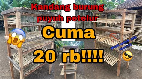 Kandang Burung Puyuh Petelur Paling Murah Cara Membuat Dan Ukuran