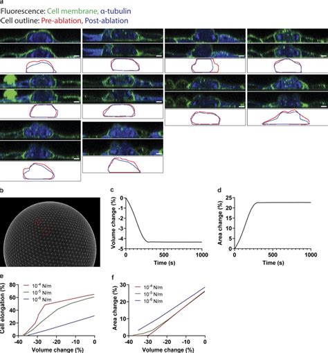 The interpolar spindle does not bear compressive forces during division ... 