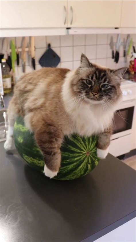 A cat on a watermelon : r/Catmemes