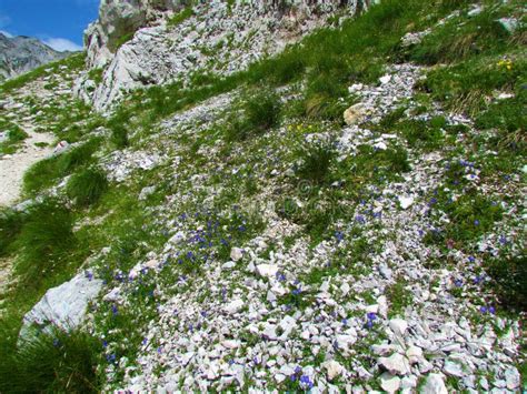 Alpine Rock Garden With Blue Blooming Earleaf Bellflower Stock Photo