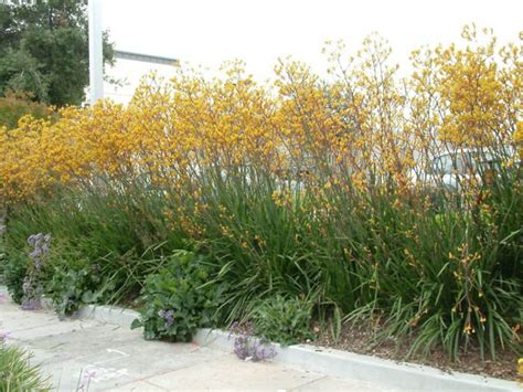 Anigozanthos Flavidus Bush Dawn