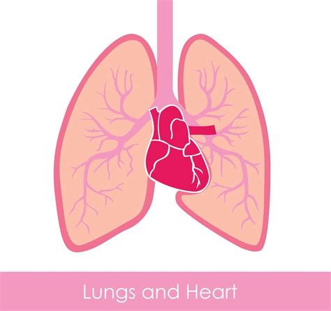 Heart And Lungs Vector Art, Icons, and Graphics for Free Download