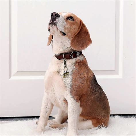 Extra Loud Pair Of Cat And Dog Bells Durable Brass Bells For Pets