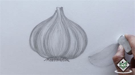 How To Sketch A Garlic Youtube