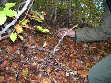 Cercatore Di Funghi Cade Nel Dirupo E Muore Davanti Gli Occhi Dellamico