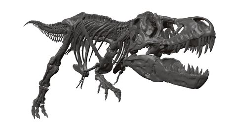 Jurassic Park T Rex Skeleton