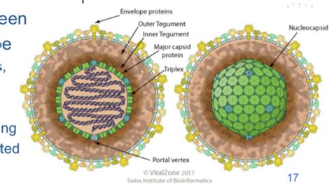 Virology Lecture 6A Herpes Virus Flashcards Quizlet