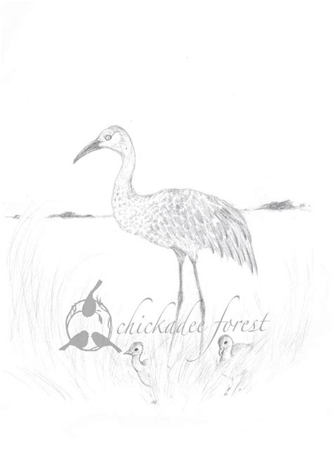 Sandhill Crane Pencil Drawing 5x7 – Chickadee Forest