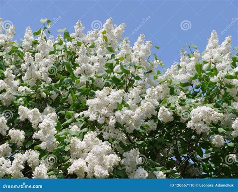 Large Bush of White Lilac Against the Background of Clear Sky Stock ...