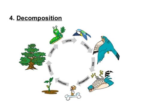 Carbon-Oxygen Cycle