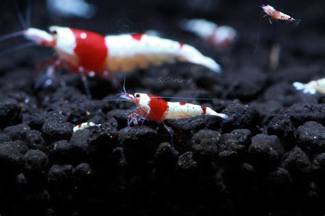 Pure Red Line Crystal Red Shrimp Soshrimp