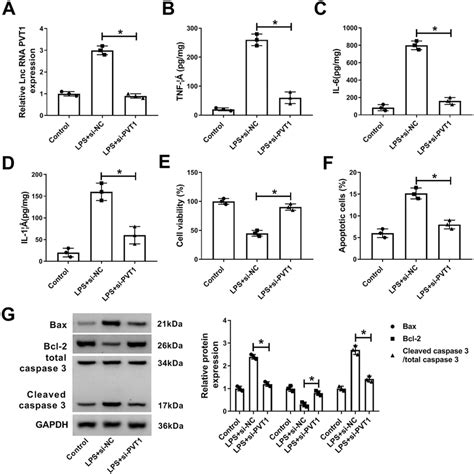 Pvt Knockdown Ameliorated Lps Mediated Injury In Hk Cells Hk