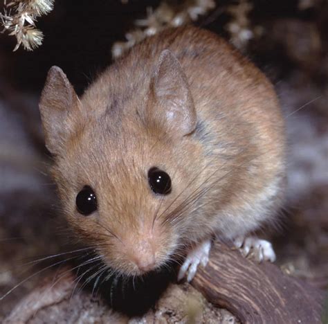 11 Types Of Mice And Rats Found In North Carolina Bird Watching Hq