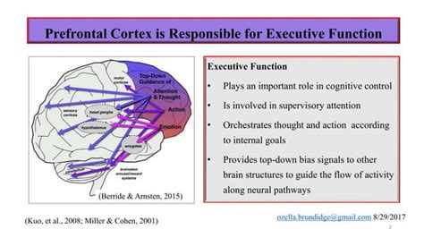 The Neural Correlates Of Executive Function Ppt