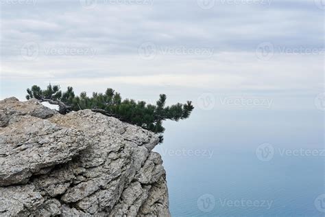 mountain pine hides from the wind on a sheer cliff above the sea